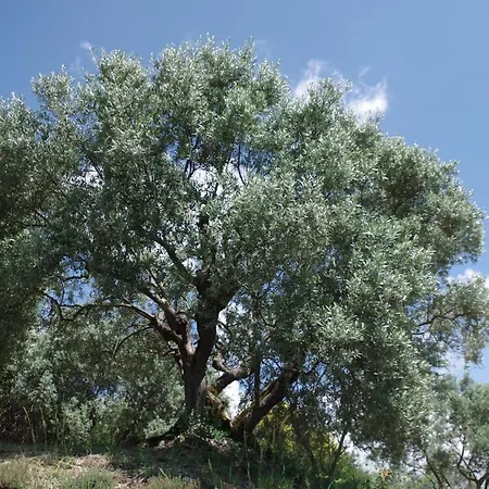 招待所 Les D Hotes De Au Pays Des Lavandes Et Proche Des Gorges Du Verdon